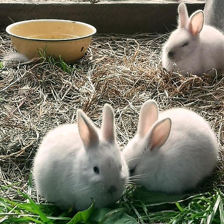 克尼斯纳Fernhill Guest Farm别墅 外观 照片