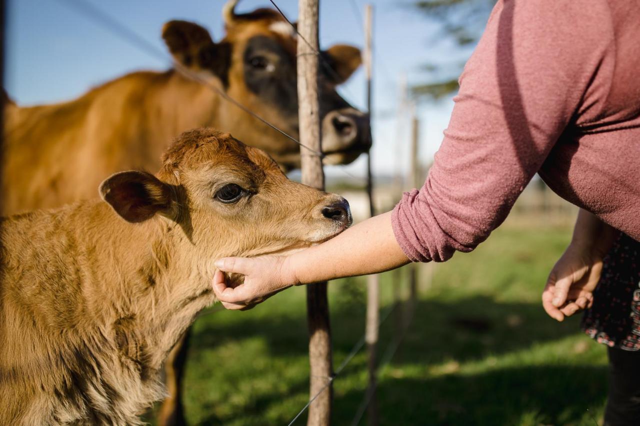 克尼斯纳Fernhill Guest Farm别墅 外观 照片