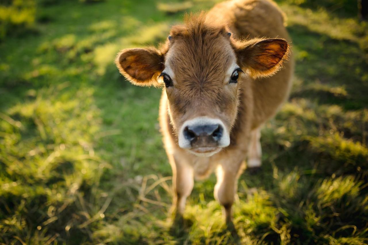 克尼斯纳Fernhill Guest Farm别墅 外观 照片