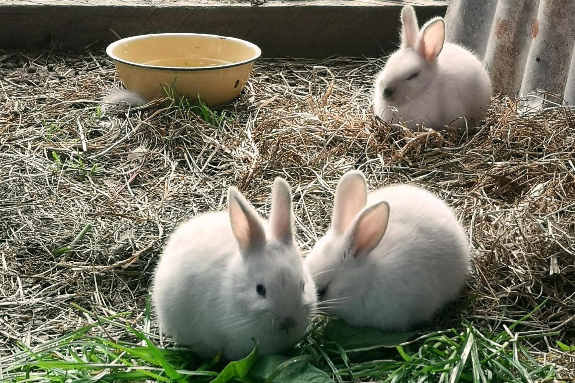 克尼斯纳Fernhill Guest Farm别墅 外观 照片